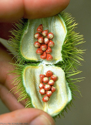 annatto. photo by Rik Schuiling