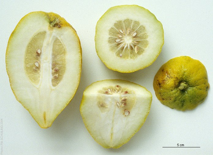 citron. photo by Rik Schuiling