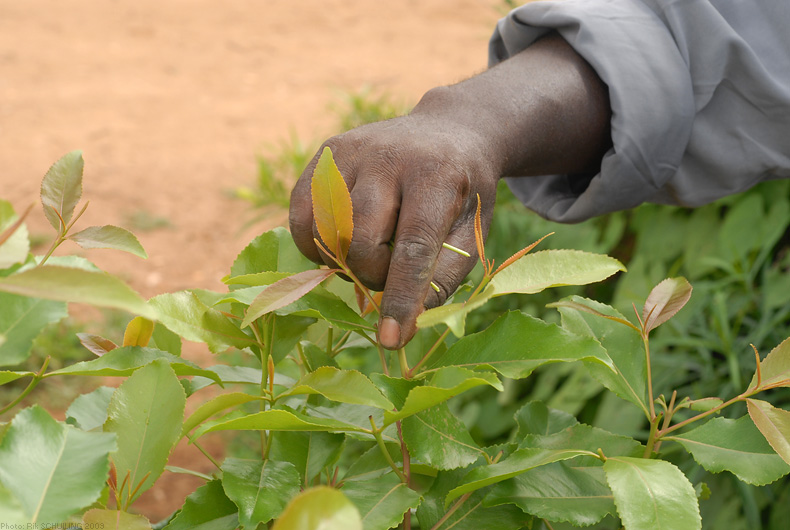 khat. photo by Rik Schuiling