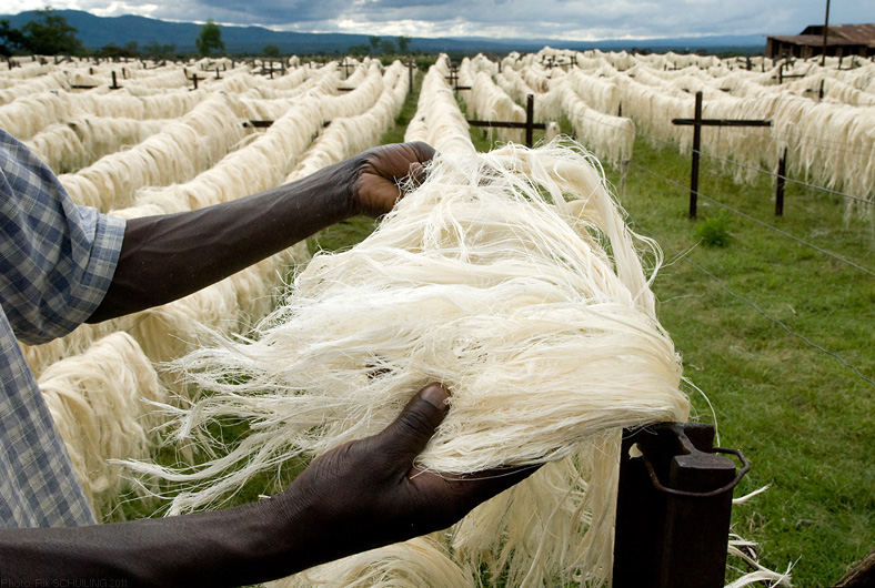 sisal. photo by Rik Schuiling
