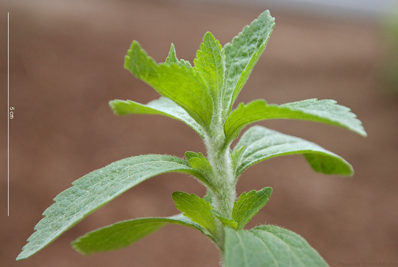 stevia. photo by Rik Schuiling