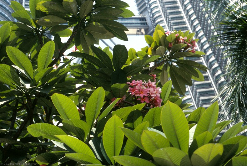 frangipani. photo by Rik Schuiling