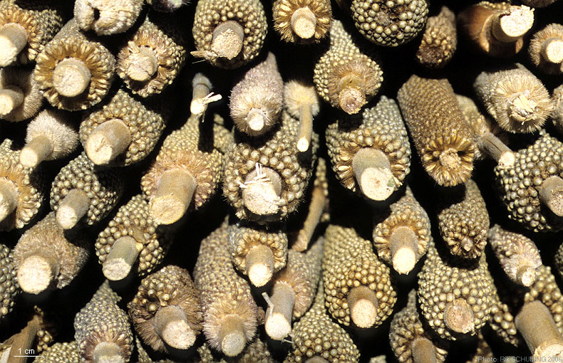 pearl millet. photo by Rik Schuiling