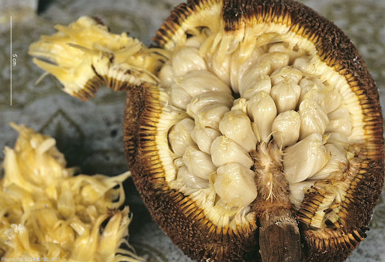marang. photo by Rik Schuiling
