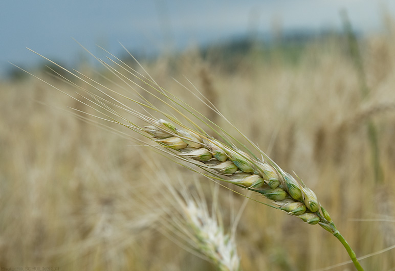 wheat. photo by Rik Schuiling